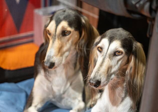 (CR) PETSFESTIVAL: GRANDE ENTUSIASMO PER IL DEBUTTO DELLA 13ª EDIZIONE.