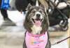 UN GRANDE SUCCESSO SI CONCLUDE PETSFESTIVAL 2026 A CREMONAFIERE