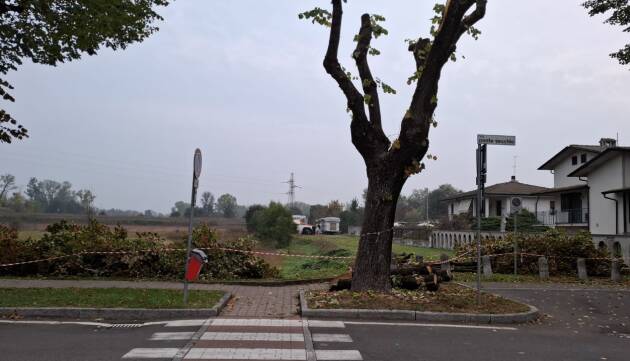 Rivolta d’Adda: censiti i 300 tigli del paese